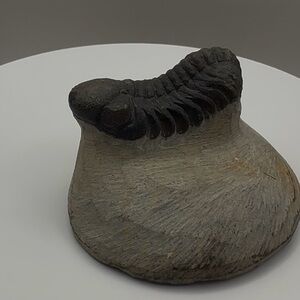 Genuine Trilobite Fossil